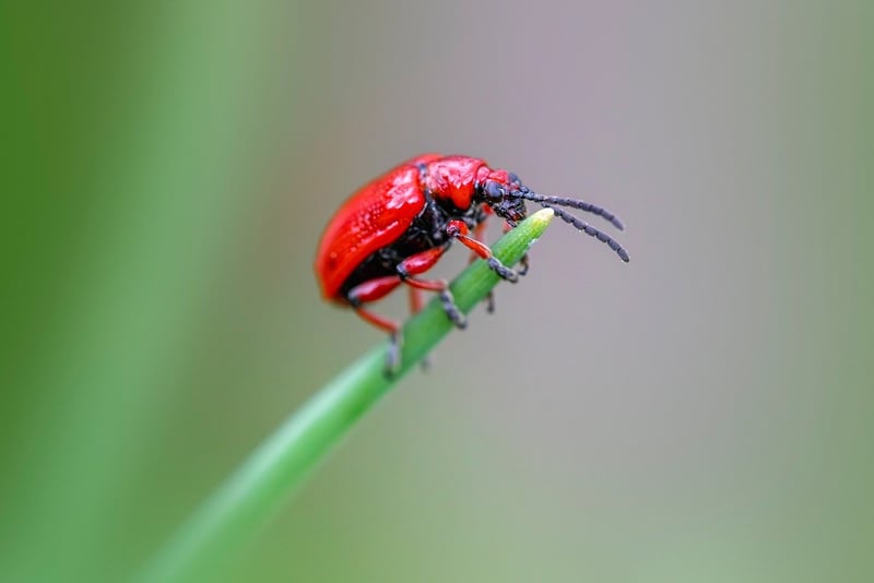 Pest Control